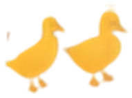 Two little yellow ducklings