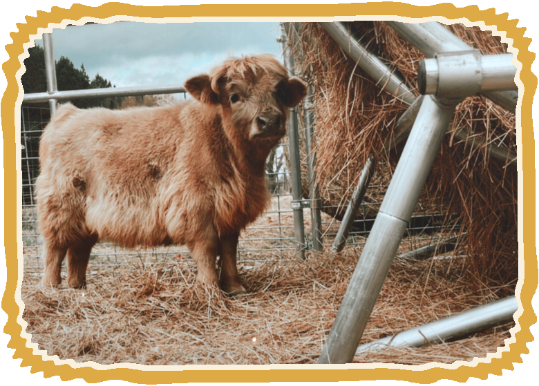Fluffy baby Charlsie standing in the hay beside the round bale feeder