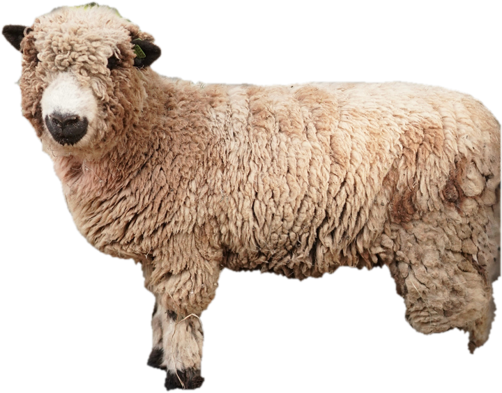 Lavender the lamb in her curly wool coat