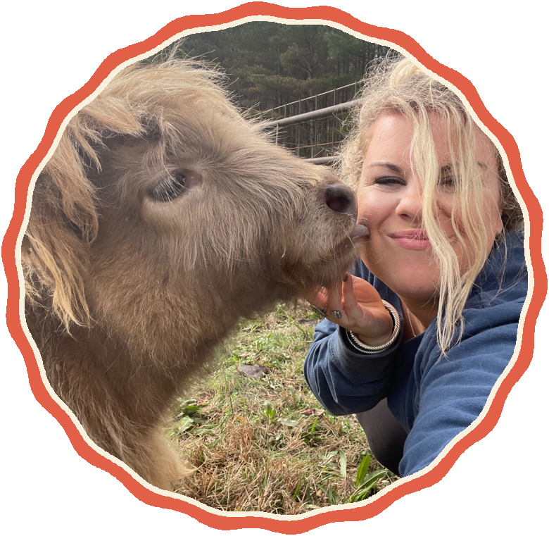 A grown-up Highland cow giving the author a kiss on the cheek
