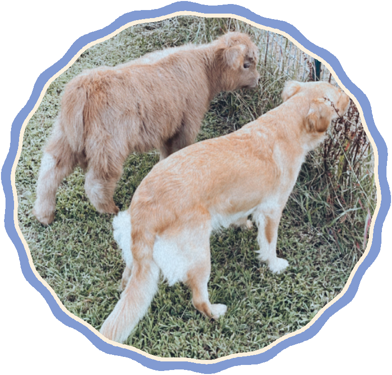 Charlsie and the golden retriever sniffing along the fence line together