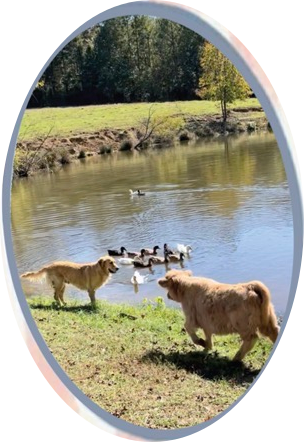 Charlsie and the golden retriever watching ducks on the pond