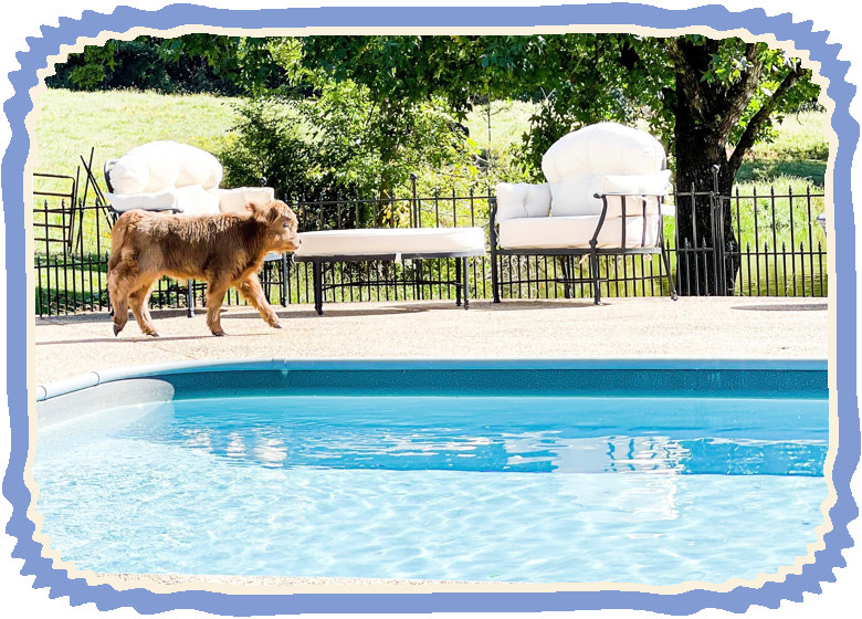 Charlsie strolling along the pool deck past the patio chairs