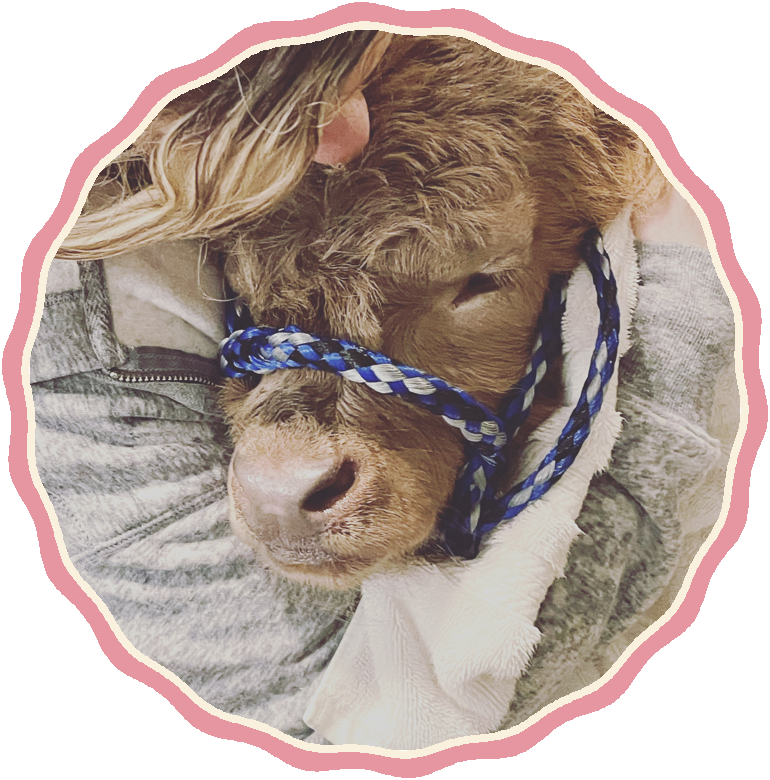 Baby Charlsie in her blue rope halter, fast asleep on the author’s shoulder