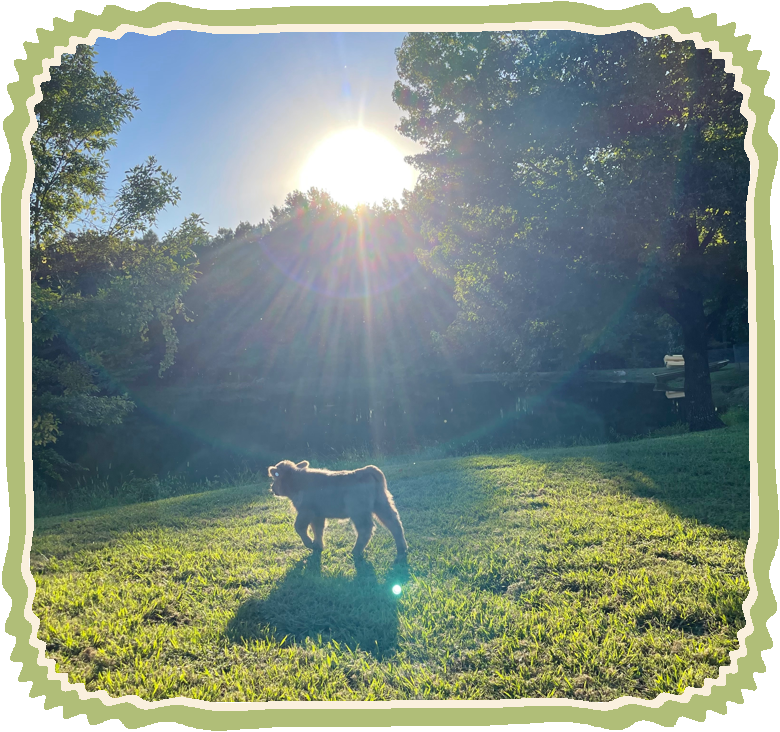 Charlsie walking across the green lawn by the pond in a burst of sunlight